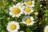Pyrethrum - Tanacetum cinerariifolium