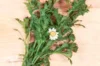 Pyrethrum - Tanacetum cinerariifolium