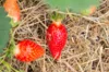Strawberry plants - Strawberry Ciflorette 3 organic plants