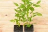 Plants de Framboisiers & mûriers - Framboisiers remontants "Augustred" 2 plants bio