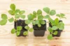 Plants de Fraisiers - Fraisiers "Cirafine" 3 plants bio