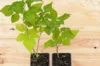 Plants de Framboisiers & mûriers - Framboisier Mi-saison Topla 2 plants bio