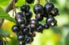 Currants - Blackcurrant self-fertile "Andega" 2 organic plants