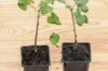 Plants de Groseillier, cassissier & caseille - Caseille "Anita" 2 plants bio