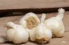 Garlic bulbs - White Garlic Bulbs "Messidrome" AB - 250 g - Allium sativum