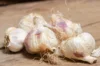 Garlic bulbs - White Garlic Bulbs "Thermidrome" AB - 250 g - Allium sativum