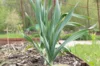 Garlic bulbs - Elephant Garlic bulblets AB - Allium ampeloprasum 10 elephant garlic bulblets