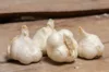 Garlic bulbs - White Garlic Bulbs "Messidor" AB - 250 g