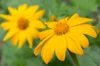 Mexican sunflower - Yellow Torch