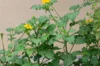 Mexican sunflower - Yellow Torch