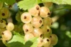Currants - Blackcurrant "Ojeblanc" 2 organic plants