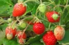 Strawberry plants - Strawberry Cijosée 3 organic plants