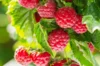 Plants de Framboisiers & mûriers - Framboisier Mi-saison Topla 2 plants bio