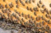Workshops - Workshop - Introduction to beekeeping - 3h Tuesday, July 8, 2025 at 9:30 a.m.