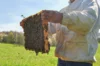 Workshops - Workshop - Introduction to beekeeping - 3h Saturday, August 2, 2025