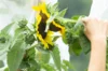 Workshops - Kokopelli workshop - Manual pollination - 3h Workshop - Friday, August 8, 2025 at 9:30 a.m.