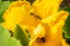 Workshops - Kokopelli workshop - Manual pollination - 3h Workshop - Friday, August 8, 2025 at 9:30 a.m.