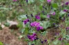 Mallow - Malva sylvestris