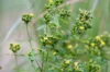 St. John's wort - St John's Wort