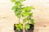 Currants - Blackcurrant "Royal de Naples" 2 organic plants
