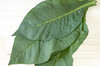 Tobacco - Virginia Bright Leaf