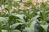 Tobacco - Virginia Bright Leaf