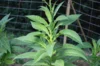 Tobacco - Ohio Dutch