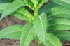 Tobacco - Ohio Dutch
