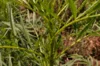 Taget - Nematocidal Marigold