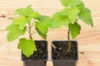 Currants - Blackcurrant "Ojeblanc" 2 organic plants