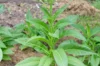 Tobacco - Prilep