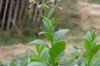 Tobacco - Prilep