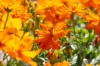 Cosmos - Cosmic Orange