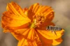 Cosmos - Cosmic Orange