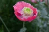 Poppies - Hens And Chicks