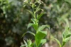 Tobacco - Rejina