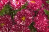 Asters de Chine - Matsumoto Red Stripe