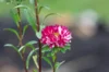 Asters de Chine - Matsumoto Red Stripe