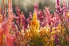 Celosia - Pampa Plume