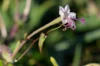 Belles de nuit - Belle de Nuit à Longues Fleurs