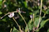 Belles de nuit - Belle de Nuit à Longues Fleurs