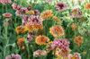 Gaillarde - Sundance