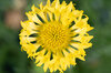 Gaillarde - Sundance