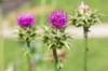 Thistle - Milk thistle