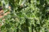 Thistle - Milk thistle
