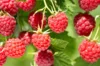 Raspberry - Framboisier Tardif "Héritage" 2 organic plants