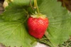 Plants de Fraisiers - Fraisiers "Cirafine" 3 plants bio