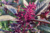 Leafy Amaranth - Hopi Red Dye