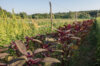 Leafy Amaranth - Hopi Red Dye