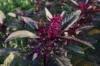 Leafy Amaranth - Hopi Red Dye